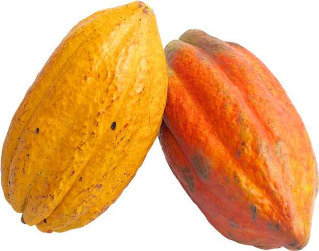 Cacao Png 652 X 513