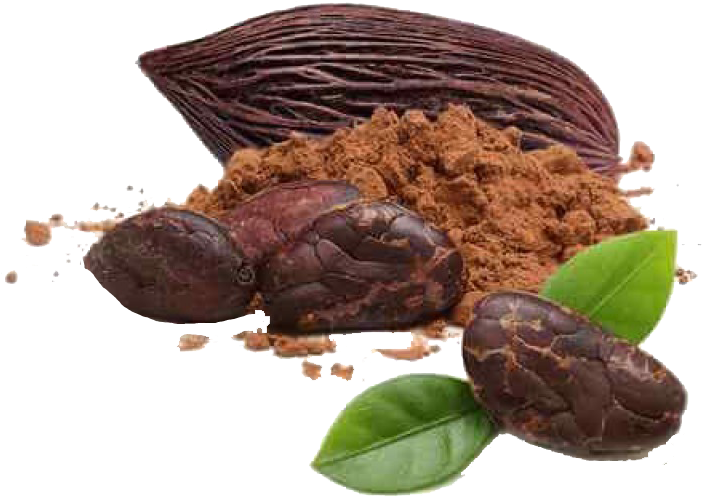 Cacao Png 702 X 497