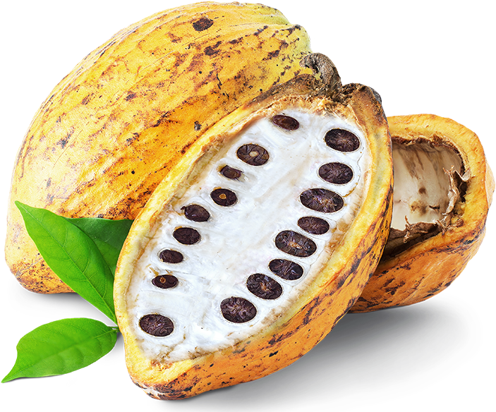 Cacao Png 703 X 584