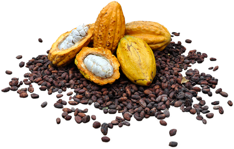 Cacao Png 772 X 493