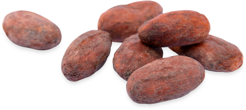 Cacao Png 800 X 358