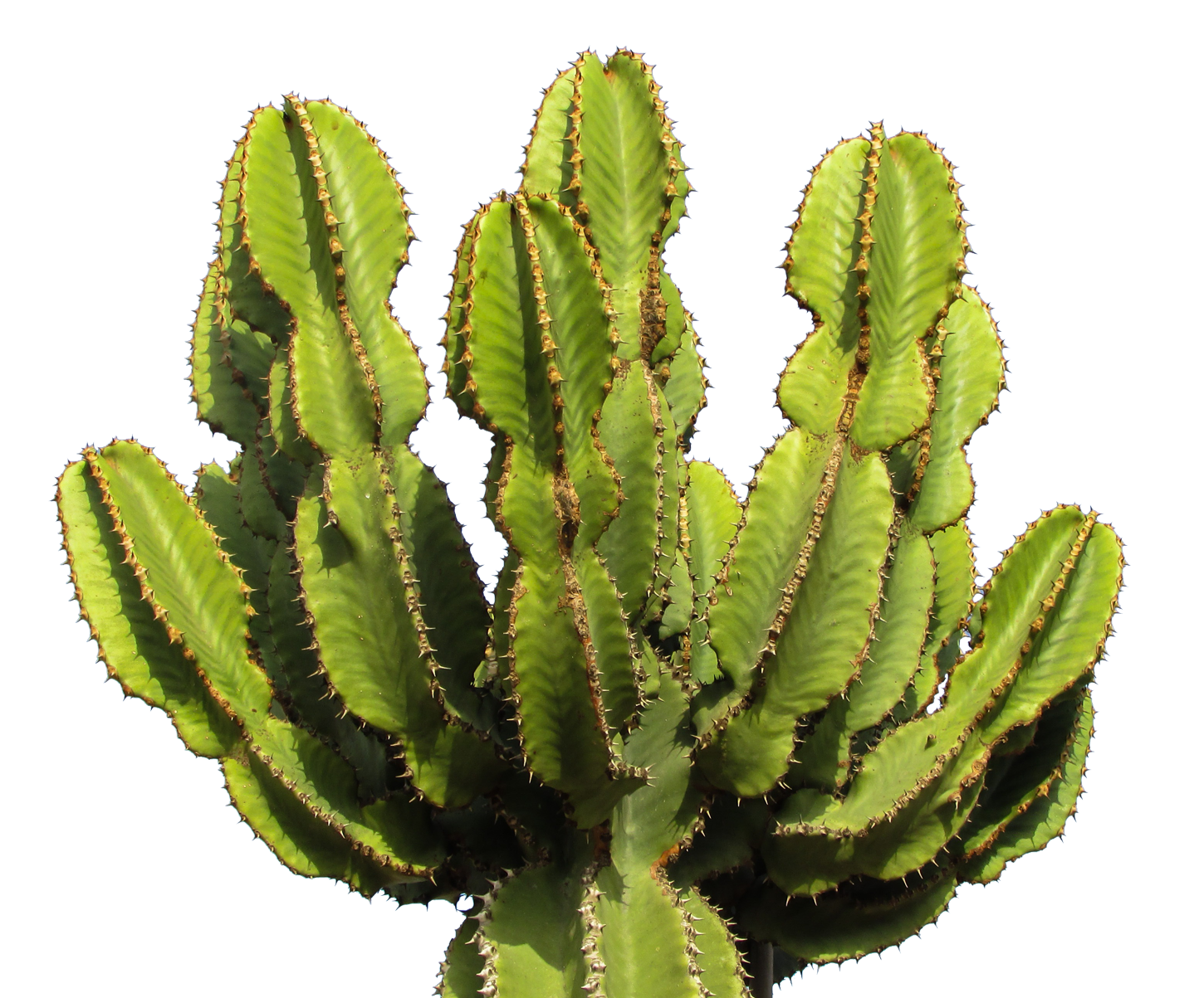 Cactus Png 1450 X 1203