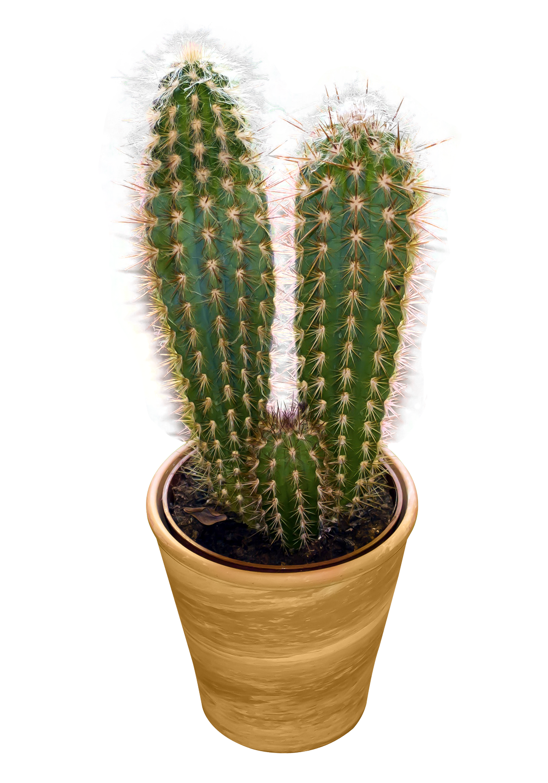 Cactus Png 1100 X 1570