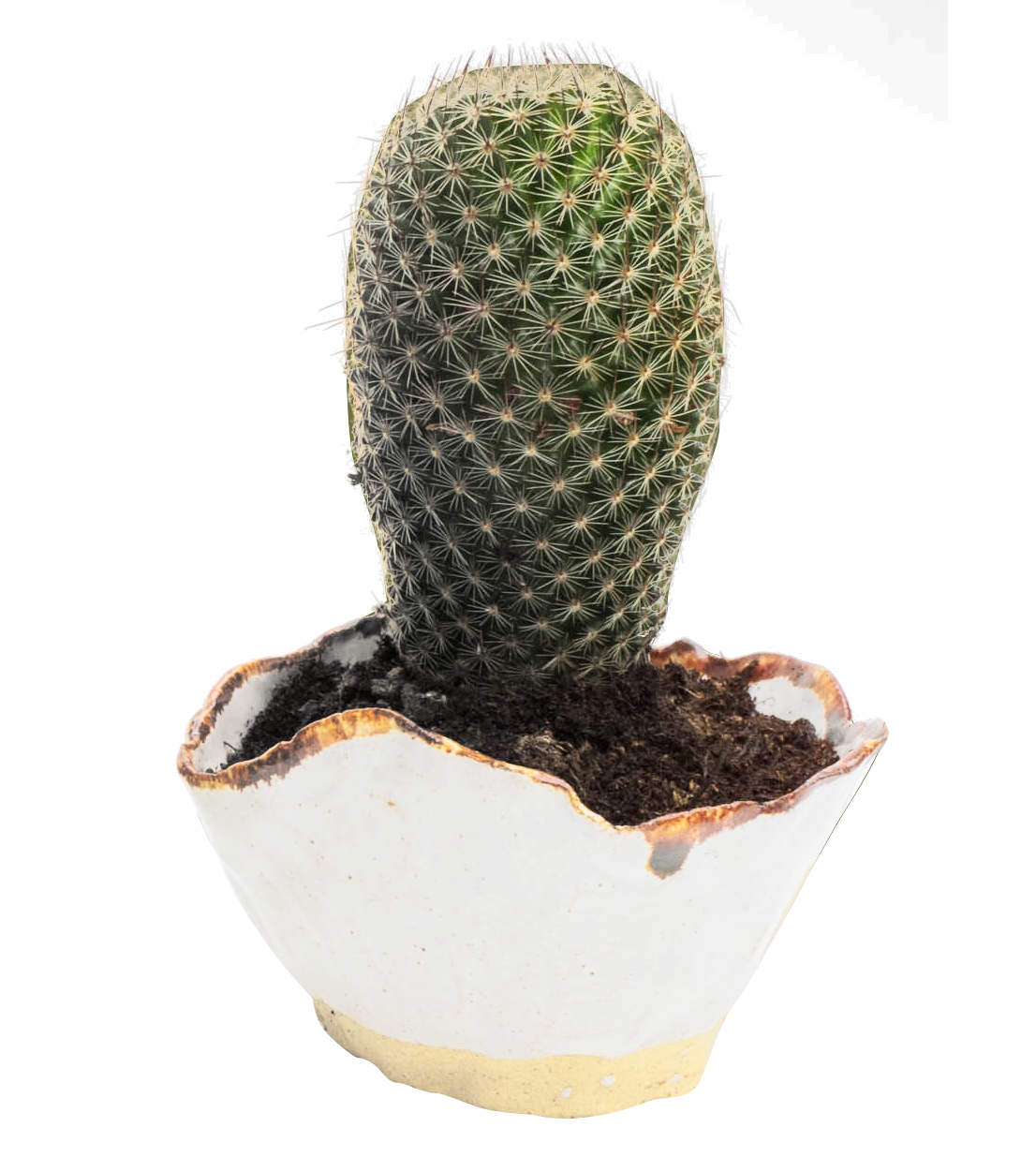 Cactus Png 1106 X 1251