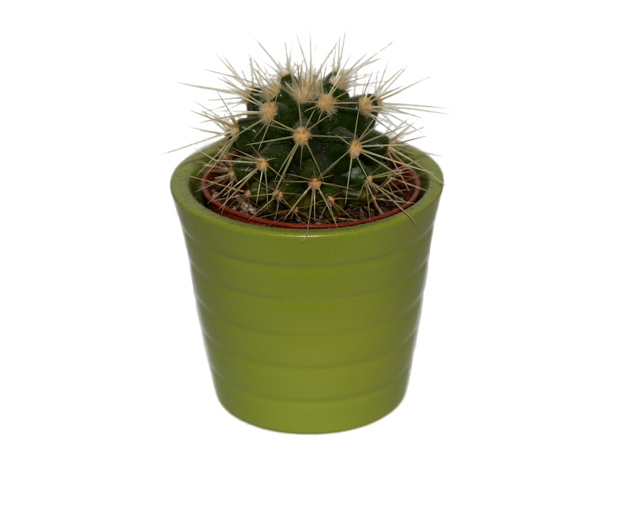 Cactus Png 895 X 720