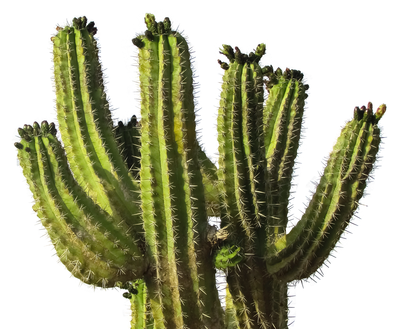 Cactus Png 1270 X 1048