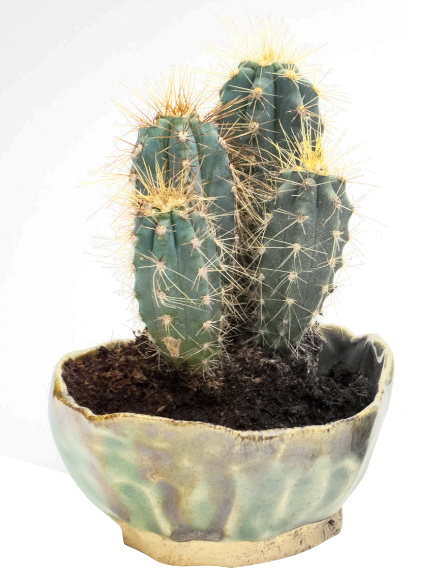 Cactus Png 858 X 1157