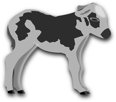 A Black And White Cow