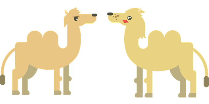 A Camels With Their Heads Facing Each Other
