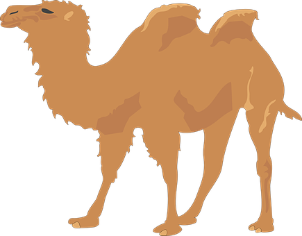 A Camel With Its Mouth Open