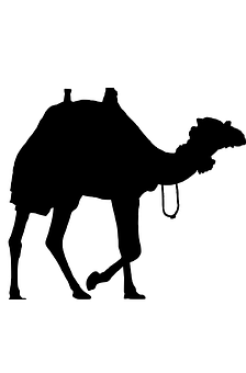 A Silhouette Of A Camel