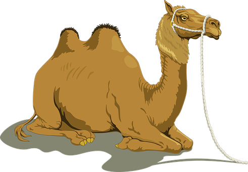 A Camel With A Rope In Its Mouth