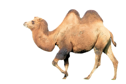 A Camel Walking On A Black Background