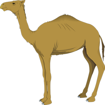A Camel With A Black Background