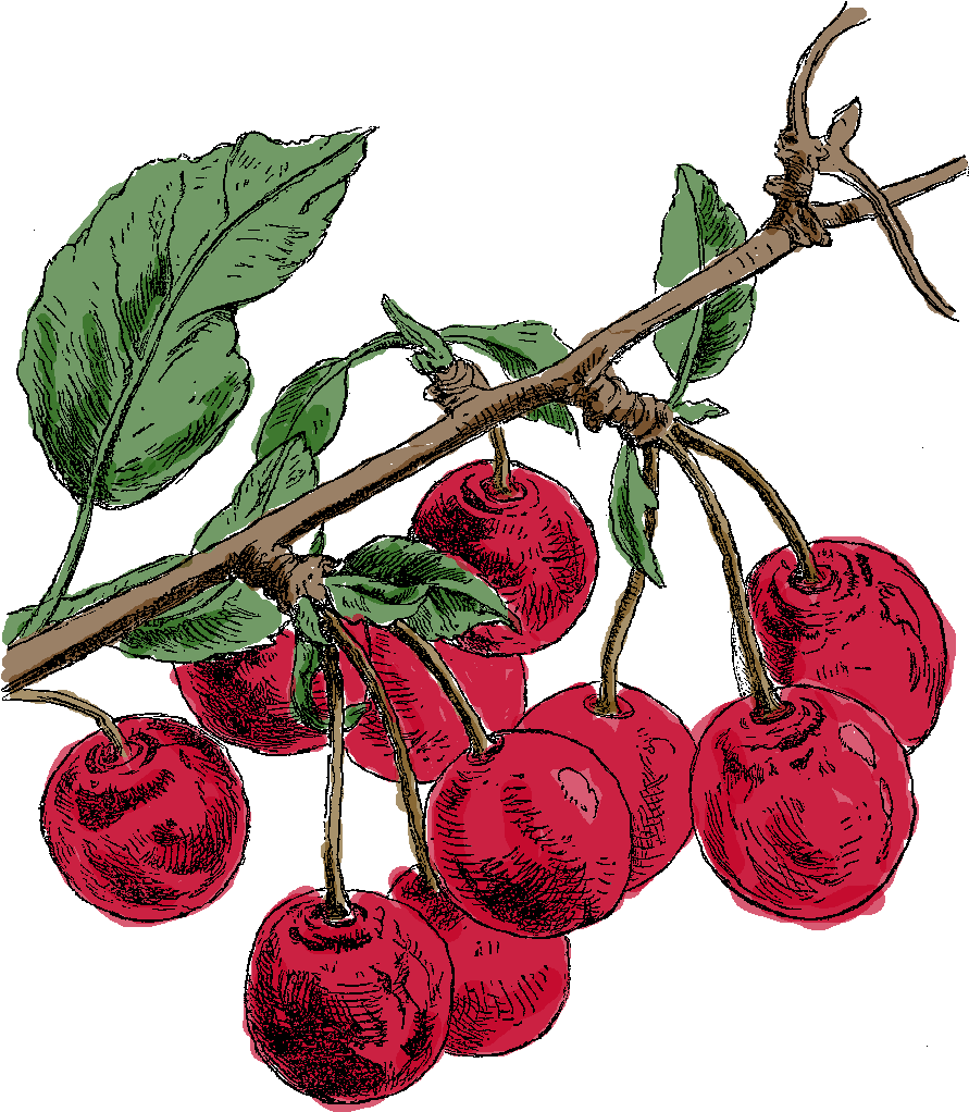 A Drawing Of Cherries On A Branch