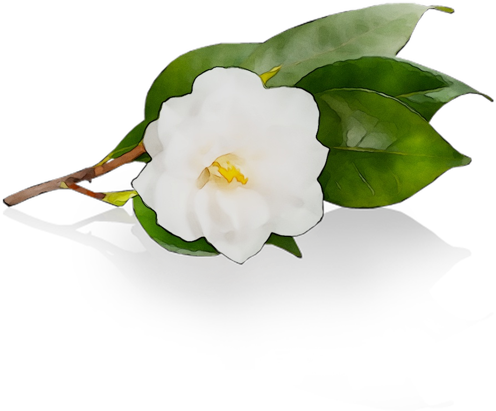 A White Flower With Green Leaves