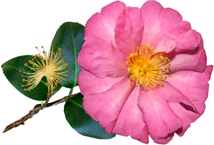 A Pink Flower With Yellow Center And Green Leaves