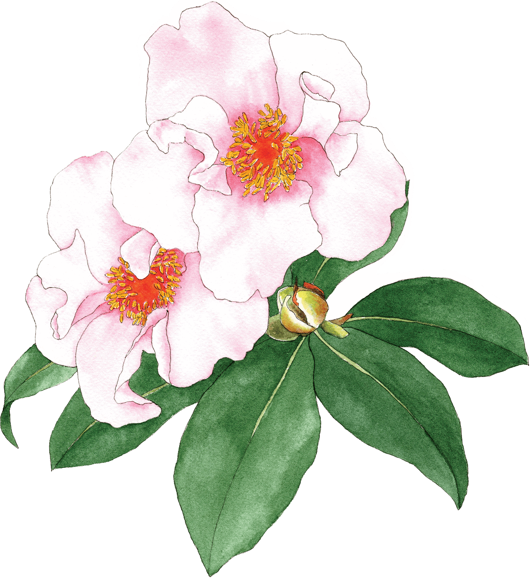 Camellia Png 1700 X 1854