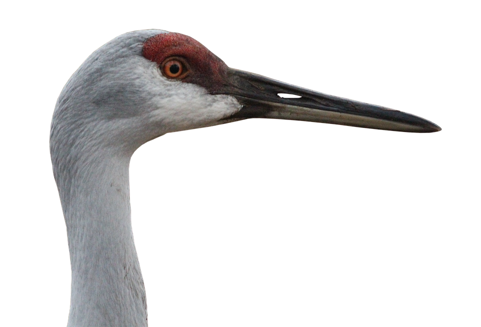 A Close Up Of A Bird