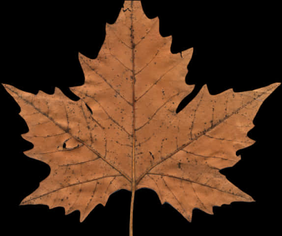 Canada Maple Leaf Png Transparent Images - Maple Leaf Clipart Brown, Png Download