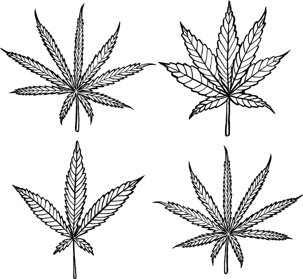 Cannabis Leaf Sketches