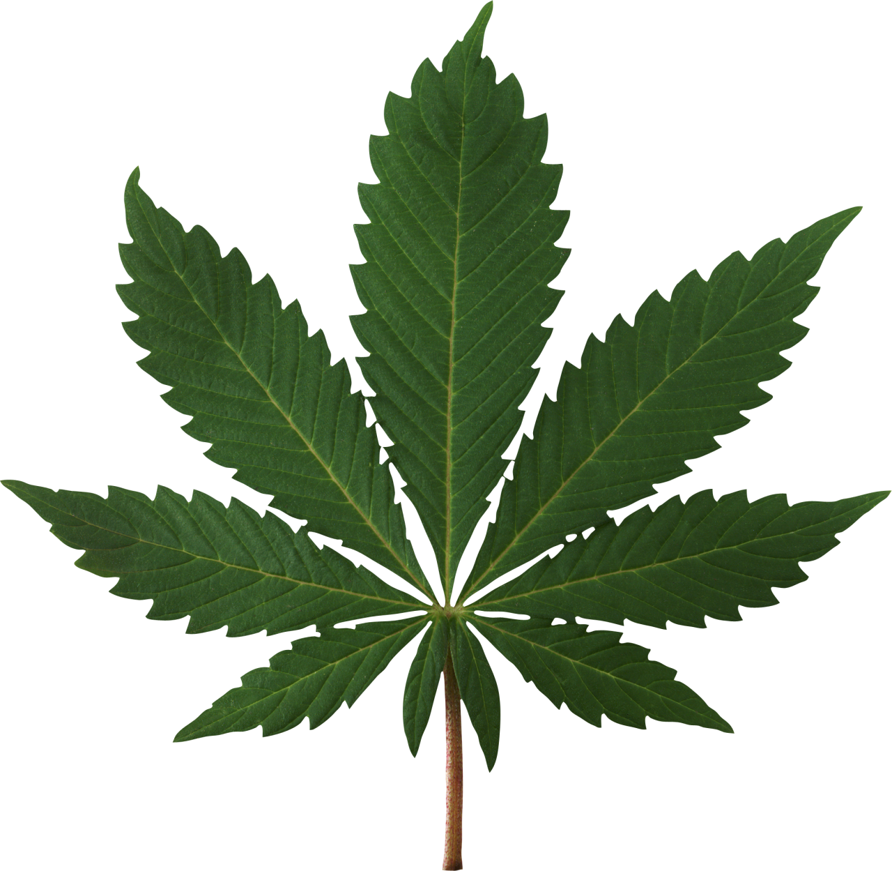Cannabis Plant With Spread Leaves