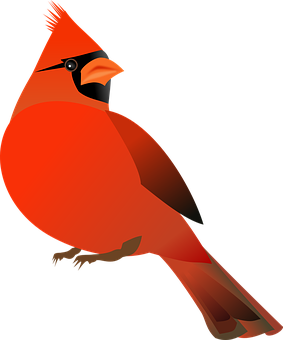 A Red Bird With Black Background