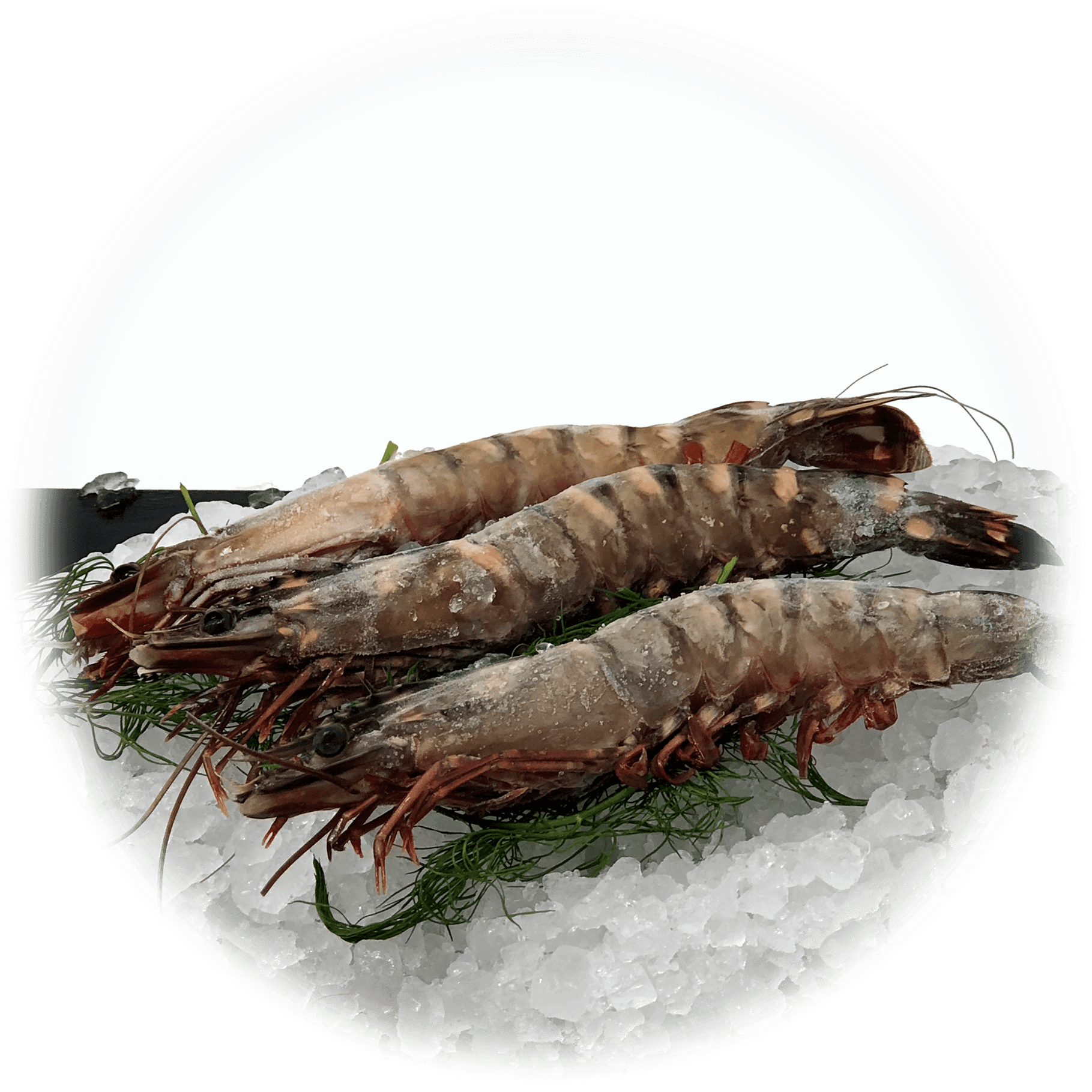 A Group Of Shrimp On Ice