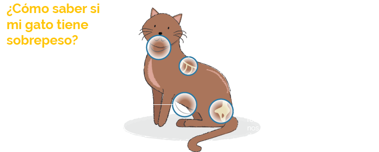 A Cat With Many Circles Around Its Body
