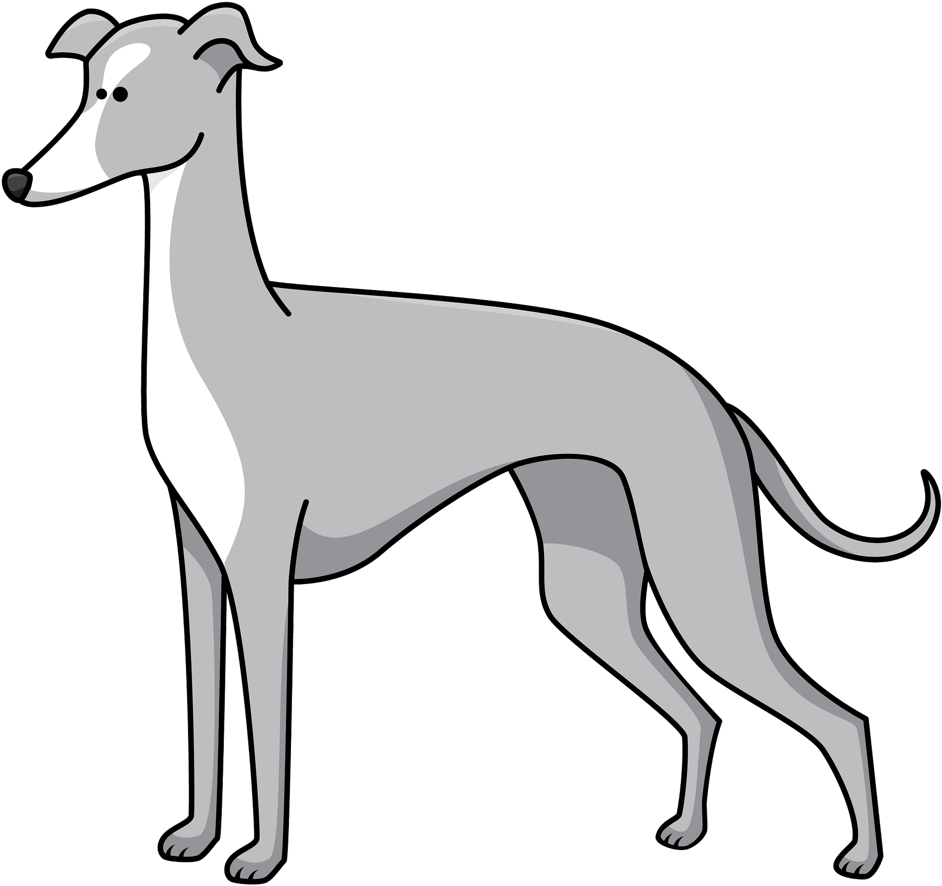 A Grey Dog With A Black Background