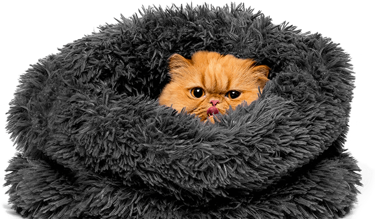 A Cat In A Blanket