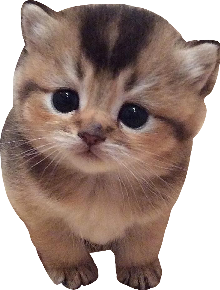 A Close Up Of A Kitten