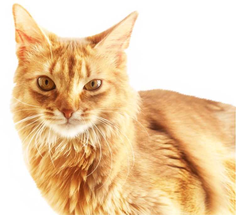 Cat Download Software - Cat Head Png, Transparent Png