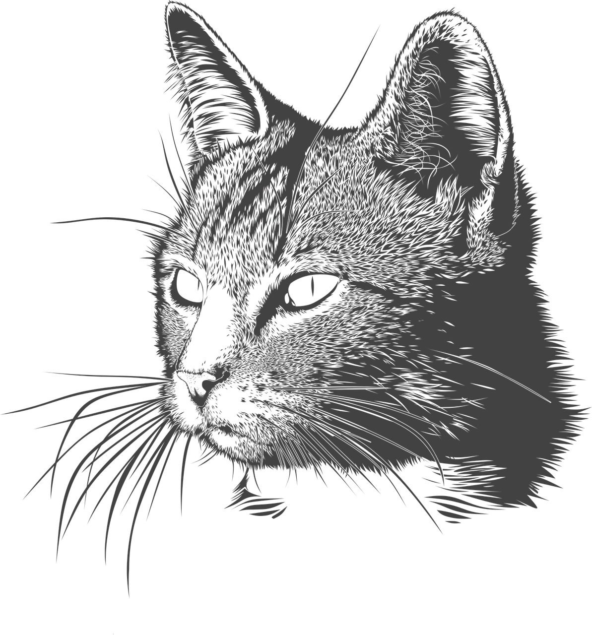 A Cat With A Black Background