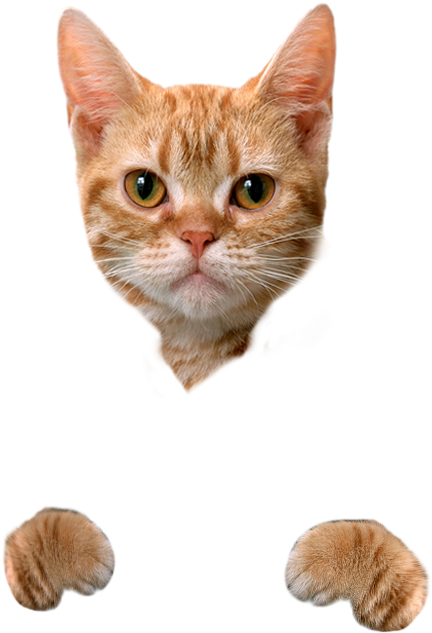 Cat Food Dog Litter Box Hamster - Cute Cat No Background, Hd Png Download