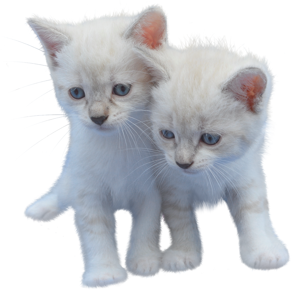 Two White Kittens Standing Together