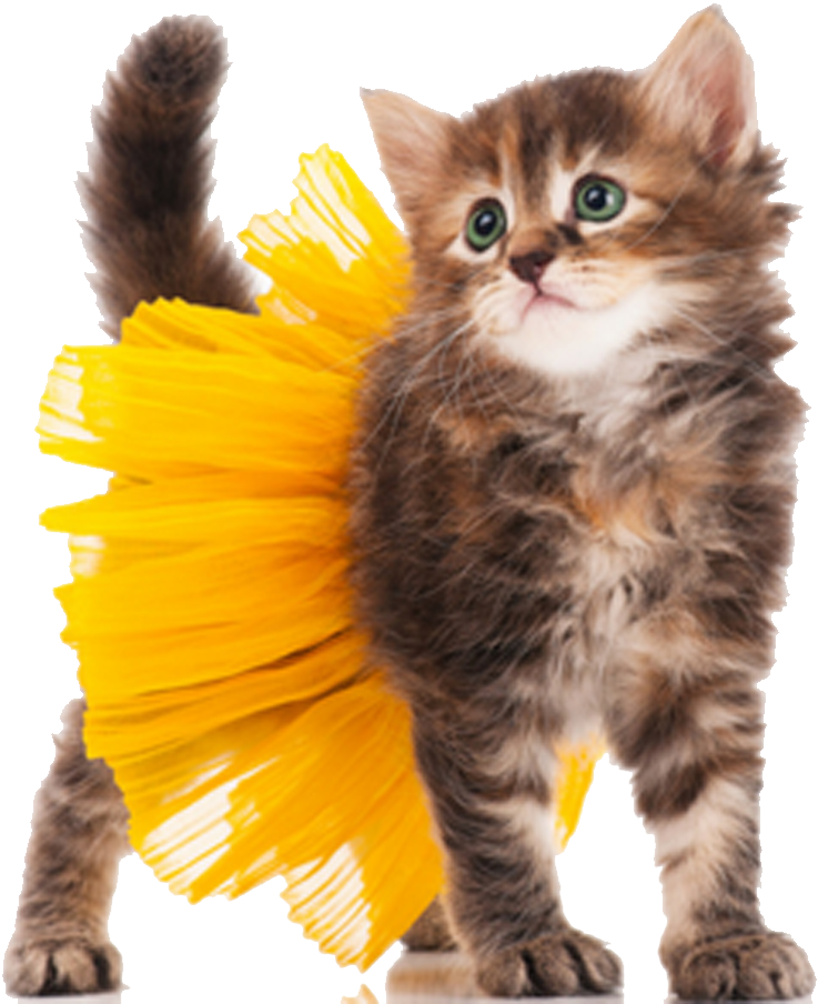 A Cat Wearing A Yellow Tutu