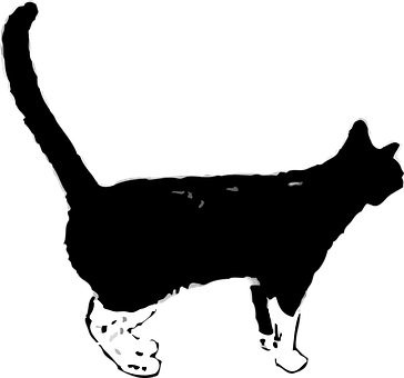 A Black And White Cat
