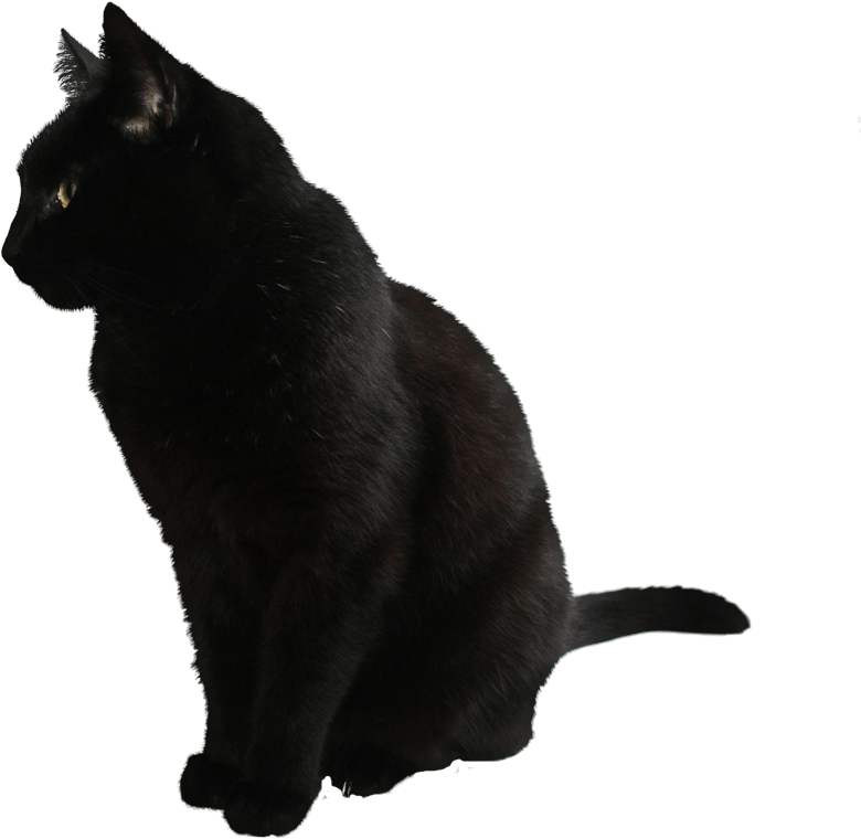 A Black Cat Sitting On A Black Surface