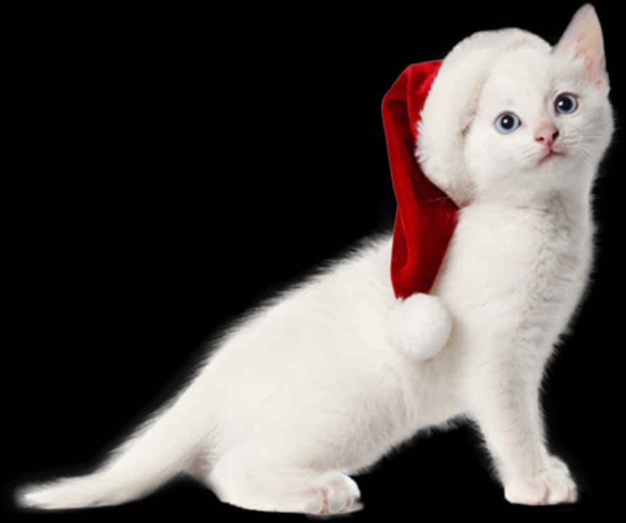 Cat With Christmas Hat Transparent Background