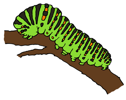 A Green Caterpillar On A Branch