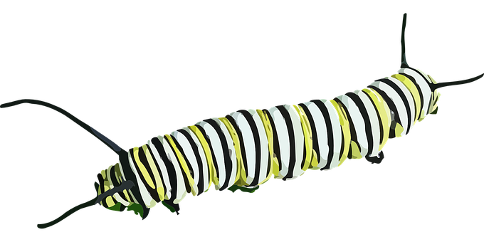 A Black And White Striped Caterpillar