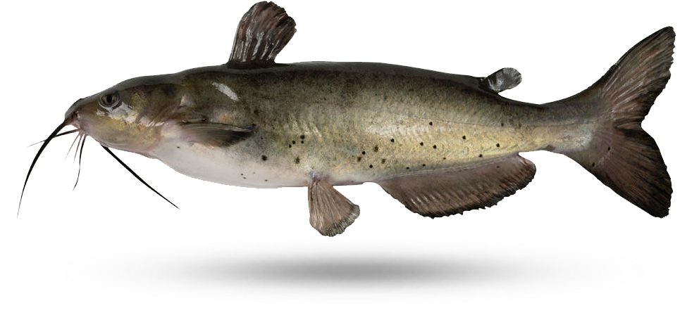 A Fish With A Black Background