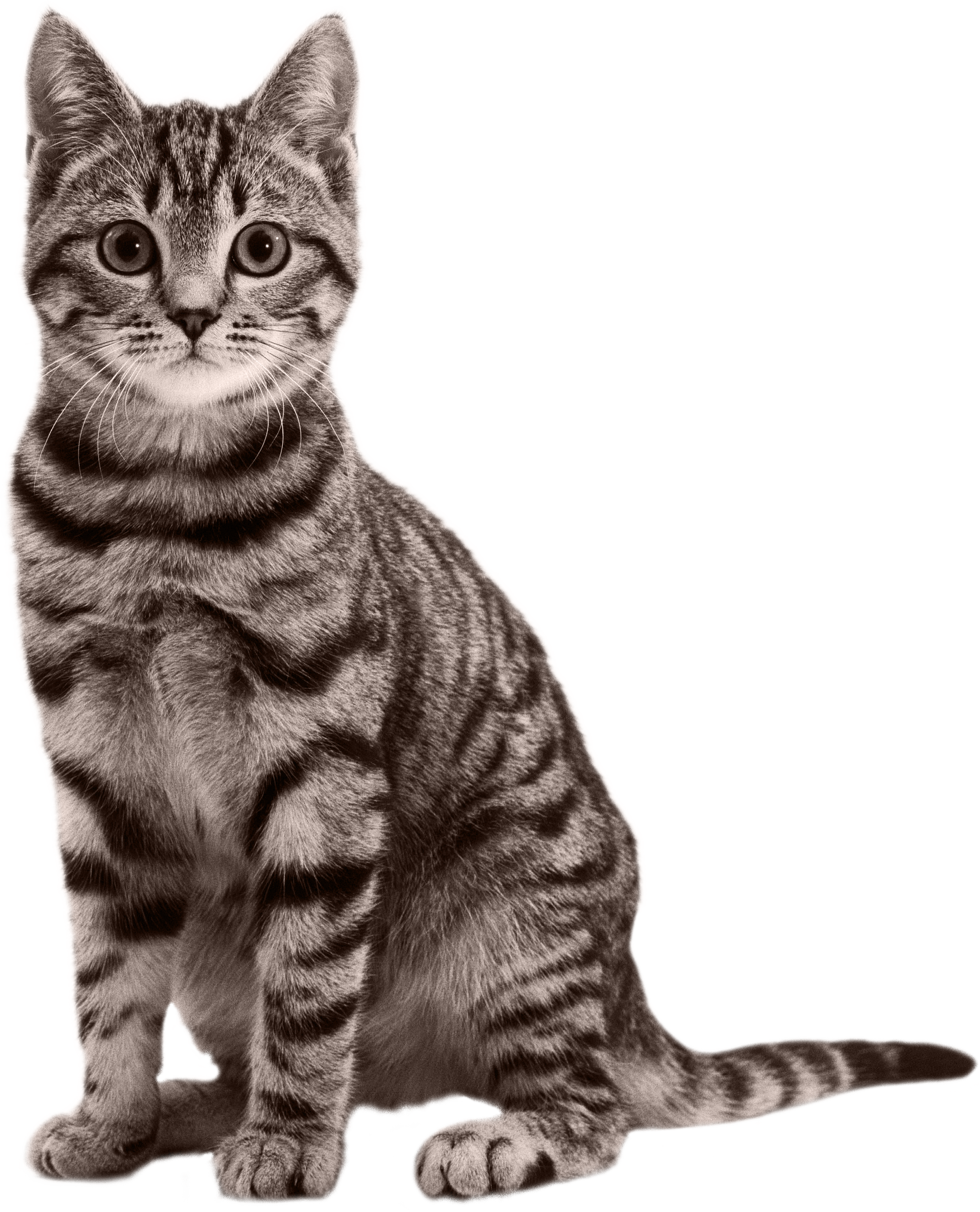 Cats Png Free Images, Download - Transparent Cat Png, Png Download