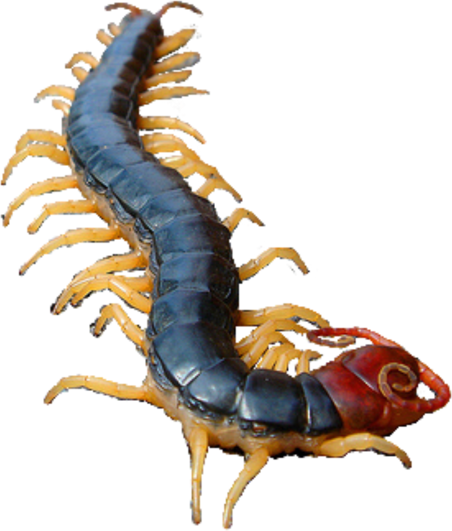 Centipede Png 1502 X 1765