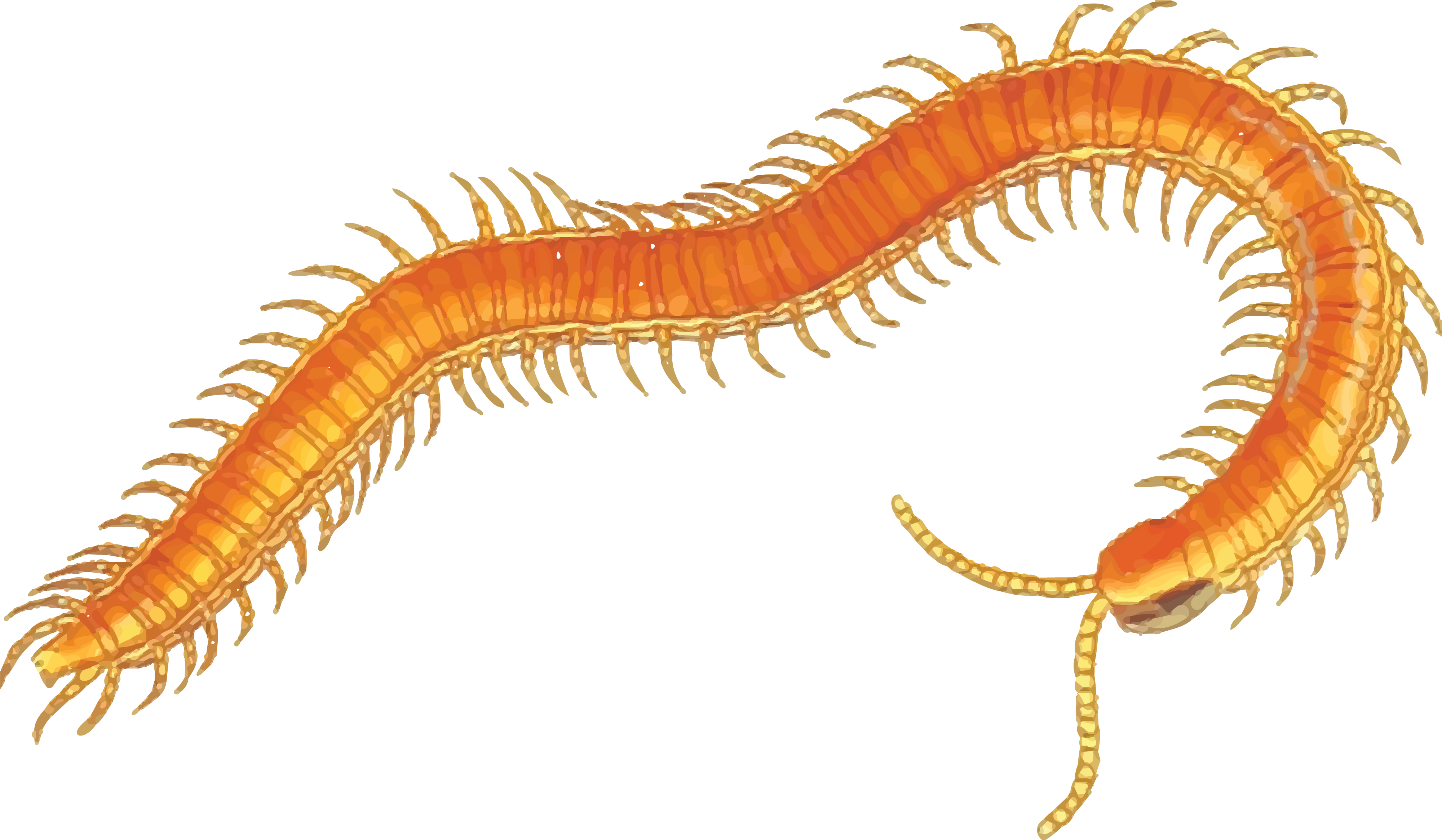 Centipede Png 4000 X 2331