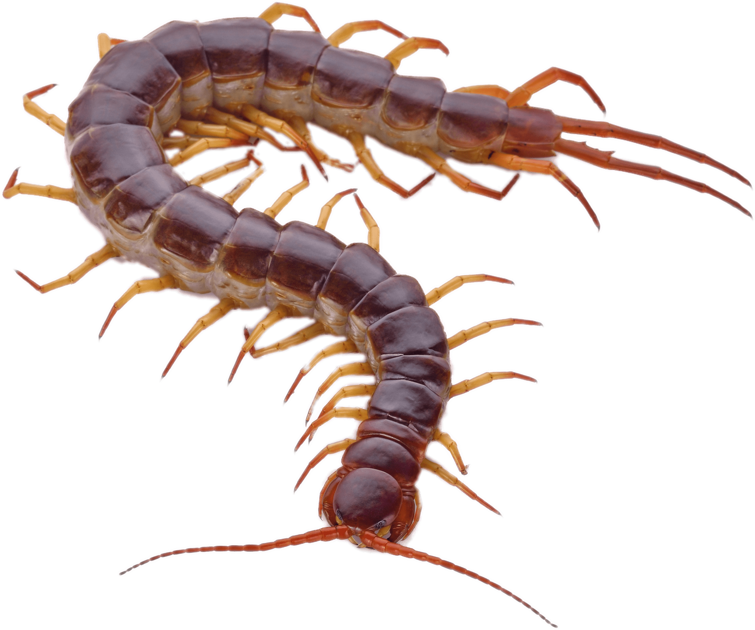 Centipede Png 2643 X 2205