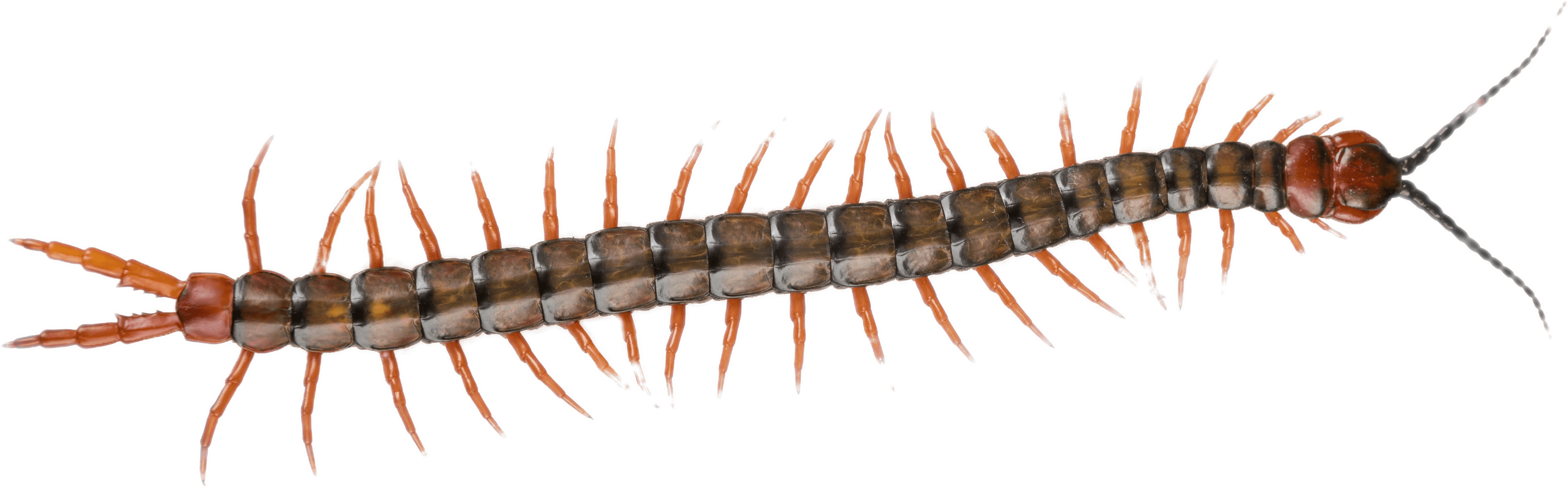 Centipede Png 4477 X 1394