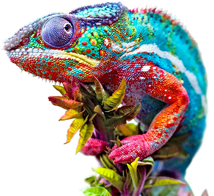 A Colorful Lizard On A Plant