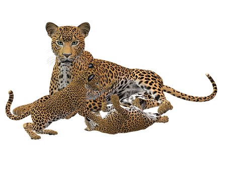A Group Of Cheetahs With A Baby